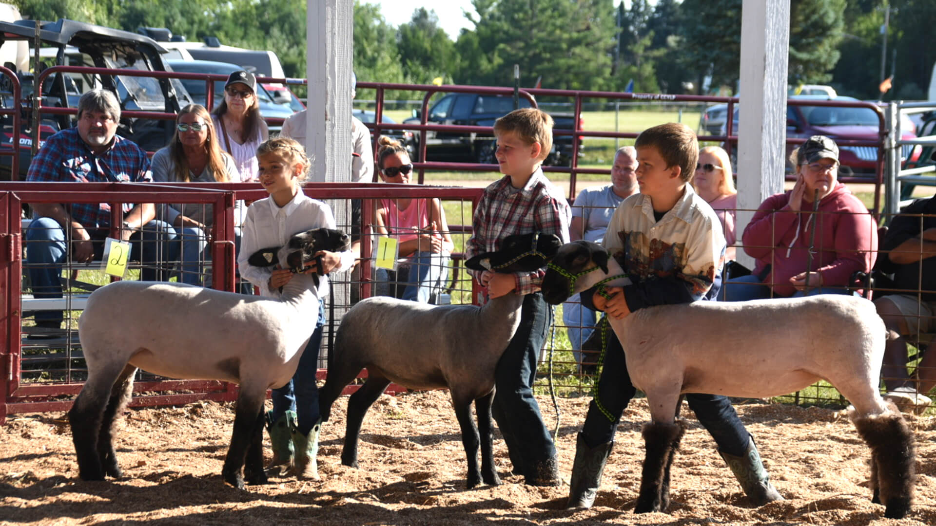 Kids showing their sheep at livestock judging.